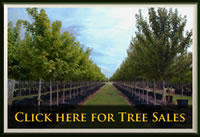 tree sales frisco