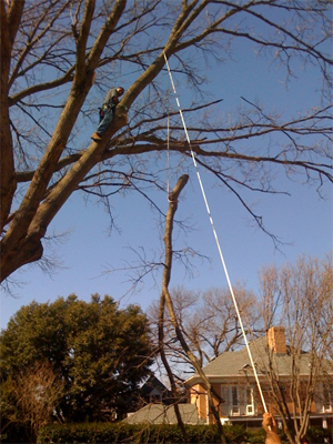 tree trimming plano texas